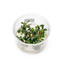Bucephalandra "Green" sealed tissue culture cup with green rhizome plantlets in nutrient gel