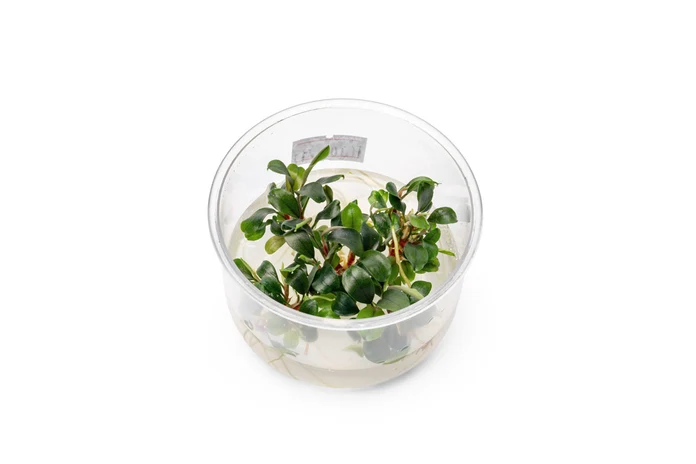 Bucephalandra "Green" sealed tissue culture cup with green rhizome plantlets in nutrient gel