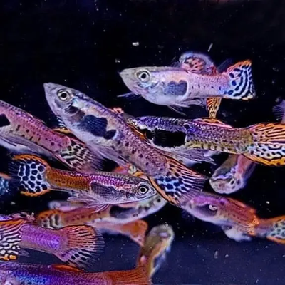 Red and Black Tiger Endler (Poecilia wingei) live freshwater livebearer - bold tiger-striped male Endlers in planted nano tank
