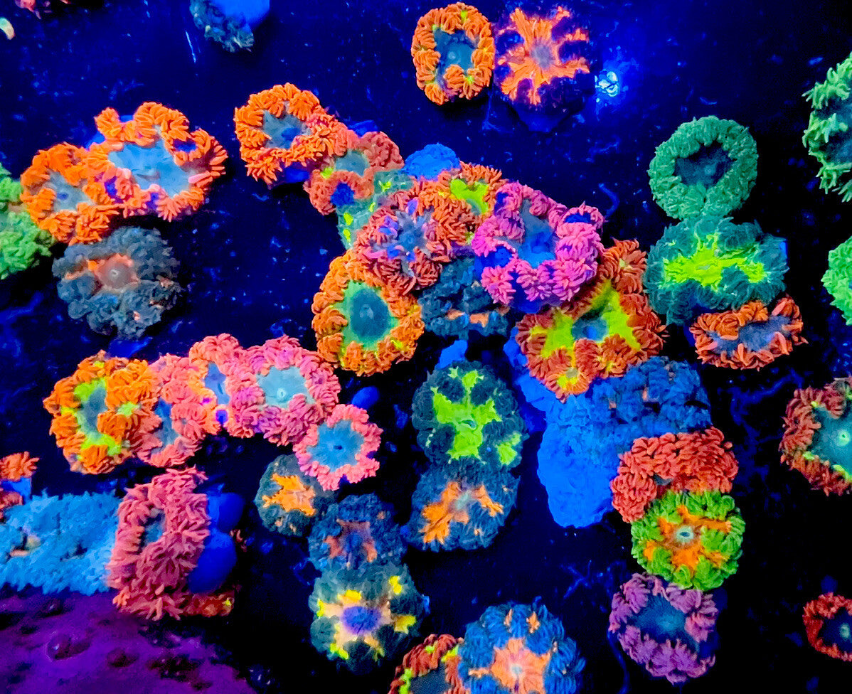 Rock Flower Anemone (Phymanthus crucifer) ultra grade live saltwater reef anemone with colorful tentacles