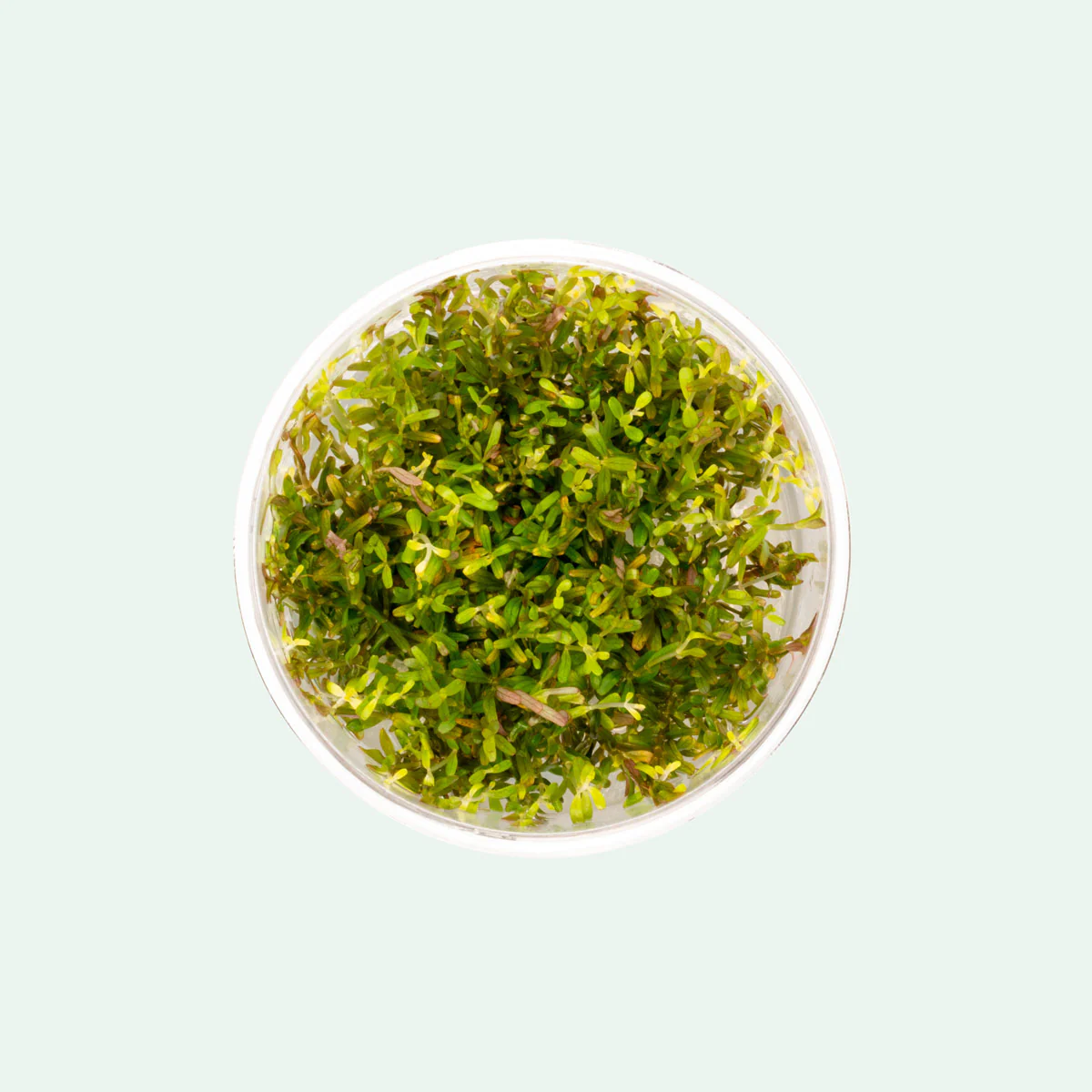 Rotala Vietnam H'ra (Rotala rotundifolia) live freshwater red stem plant - portion cup
