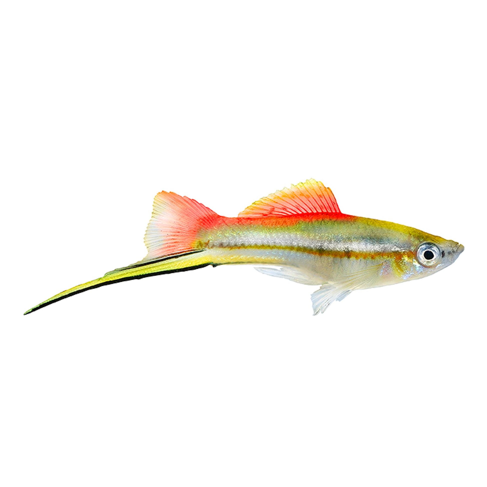 Pineapple Swordtail (Xiphophorus hellerii) live freshwater livebearer - male with golden-yellow body and extended sword tail fin