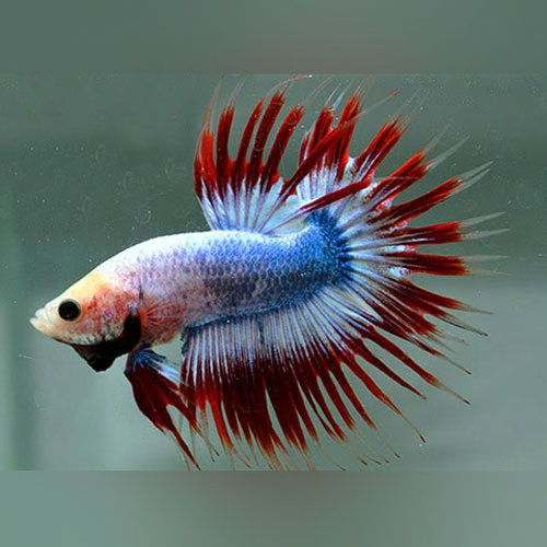 American Flag Crowntail Male Betta (Betta splendens) freshwater fish, red white and blue spiky-ray male