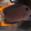Tomini Tang (Ctenochaetus tominiensis) Flame Fin Bristletooth saltwater fish - side profile in reef tank