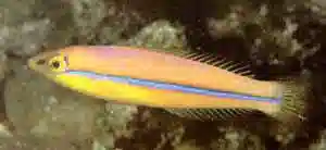 Neon Wrasse (Halichoeres melanurus) saltwater reef fish - yellow body with electric blue pinstriping
