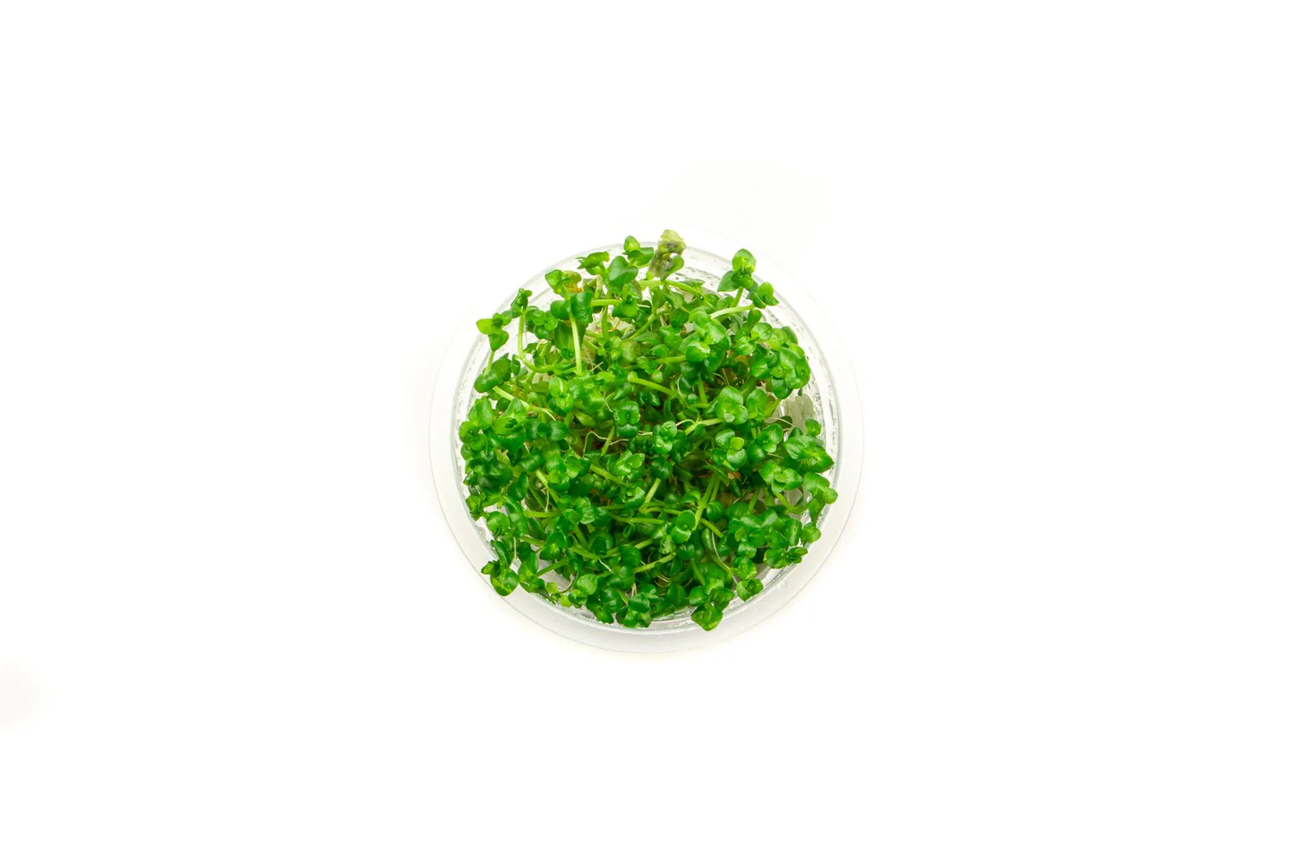 Lindernia rotundifolia tissue-culture cup, live freshwater stem plant