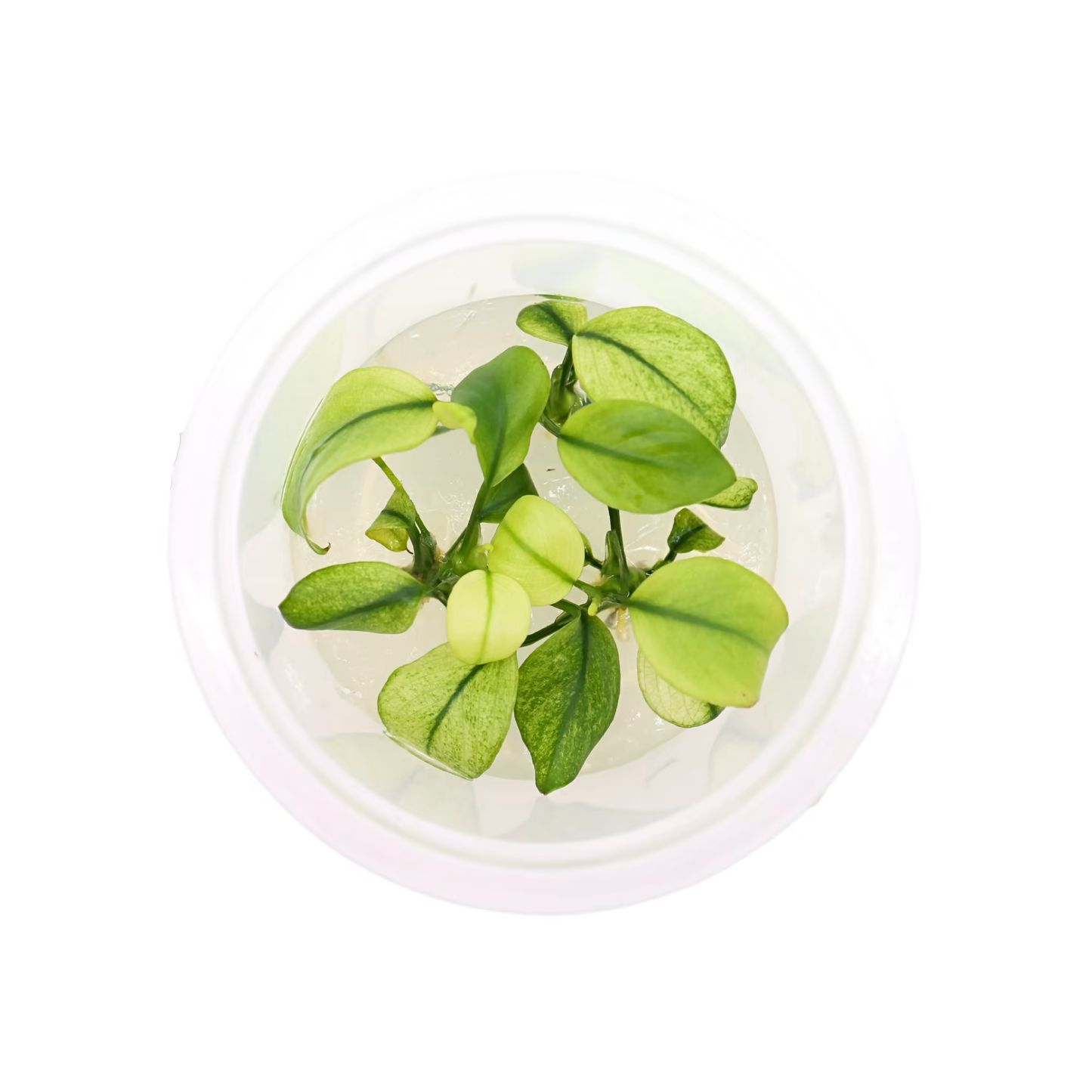 Anubias pinto Cup