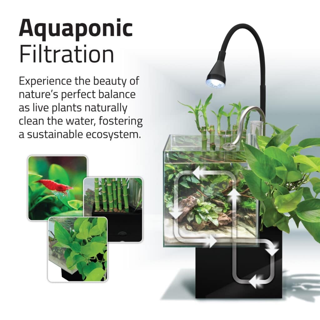Aquaponic filtration diagram with the black Kühl nano aquarium, live plants cleaning the water