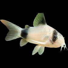 Panda Cory (Corydoras panda) freshwater armored catfish - cream body with black eye patches and tail spot
