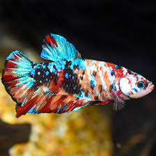 Super Giant Koi Shortfin Male Betta (Betta splendens) with red, black, white and turquoise marble pattern