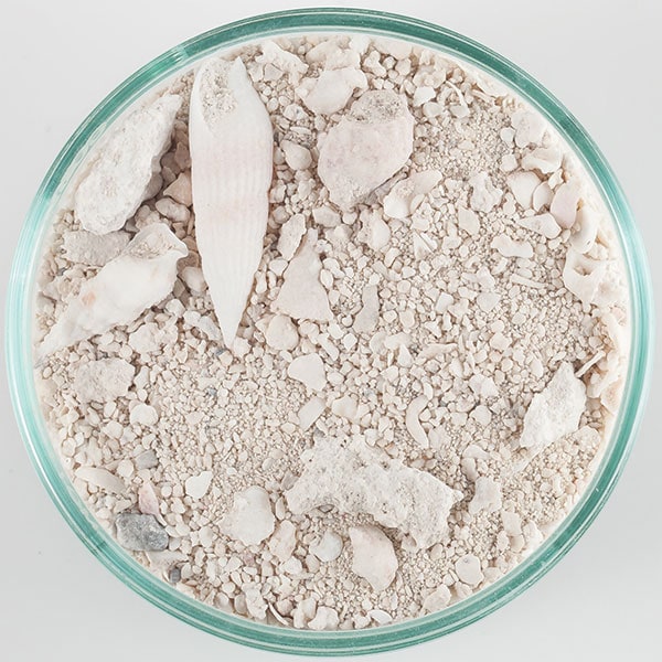 CaribSea Ocean Direct aragonite live sand with shell fragments, close up