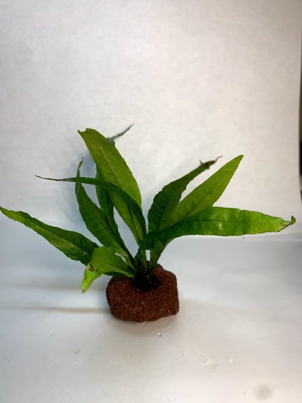 Java Fern (Microsorum pteropus) attached to lava rock, a live freshwater aquarium plant
