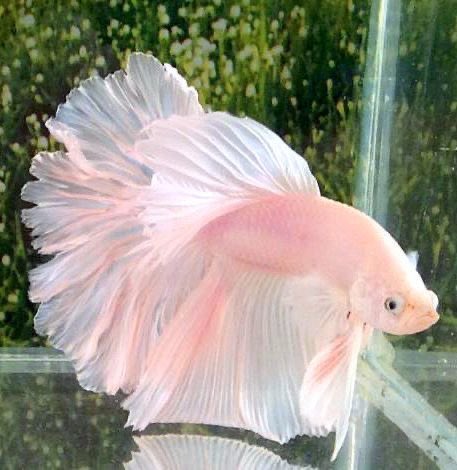 Pink Valentine male betta (Betta splendens) pale pink-and-white halfmoon freshwater fish