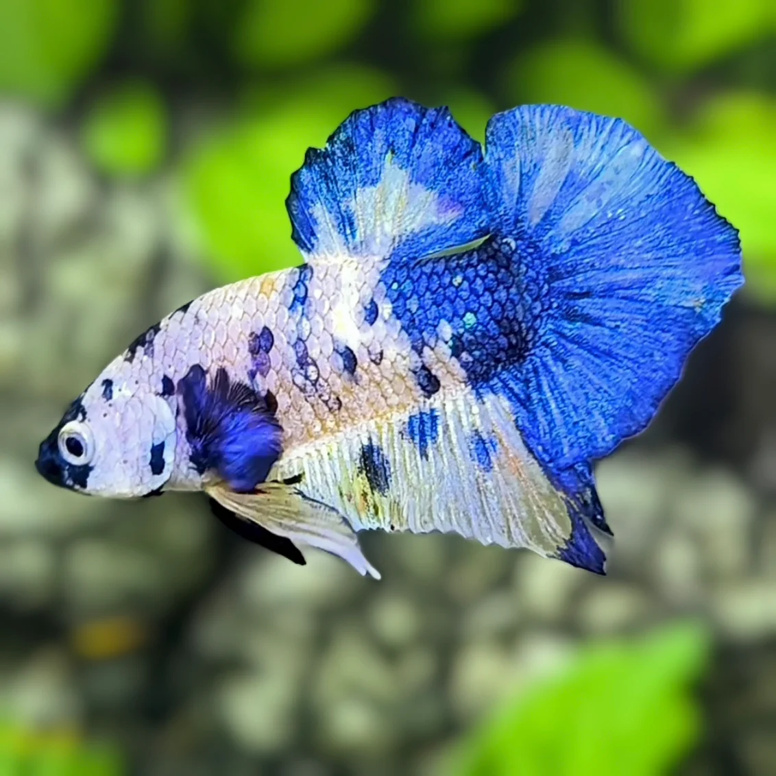 Blue Panda Plakat male betta (Betta splendens) with cream marble body, black face mask and royal blue caudal fin