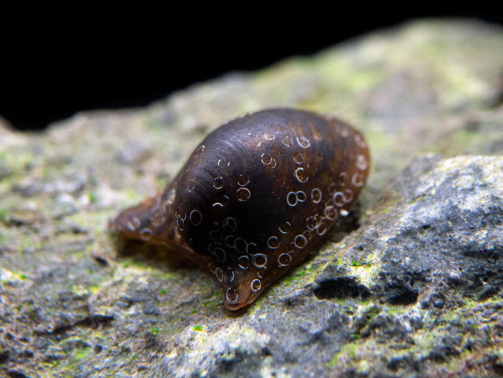 Batman Nerite Snail (Neritina auriculata) freshwater algae-eating snail on rock