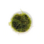 Taiwan Moss (Taxiphyllum alternans), top view of the fronds in a portion cup