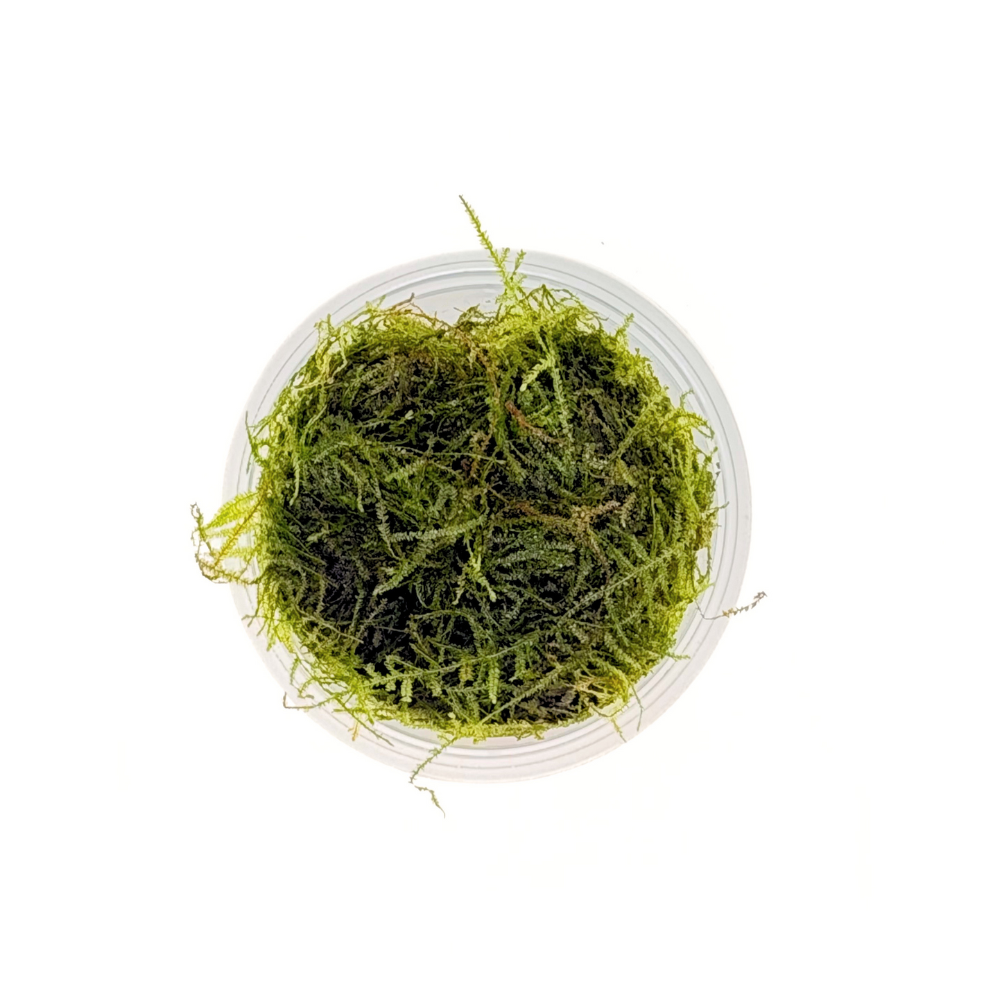 Taiwan Moss (Taxiphyllum alternans), top view of the fronds in a portion cup