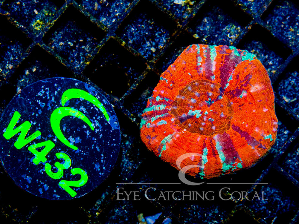 Aussie Warpaint Scoly (Scolymia sp.) saltwater LPS coral, orange disc with green and red war-paint flecks under blue light
