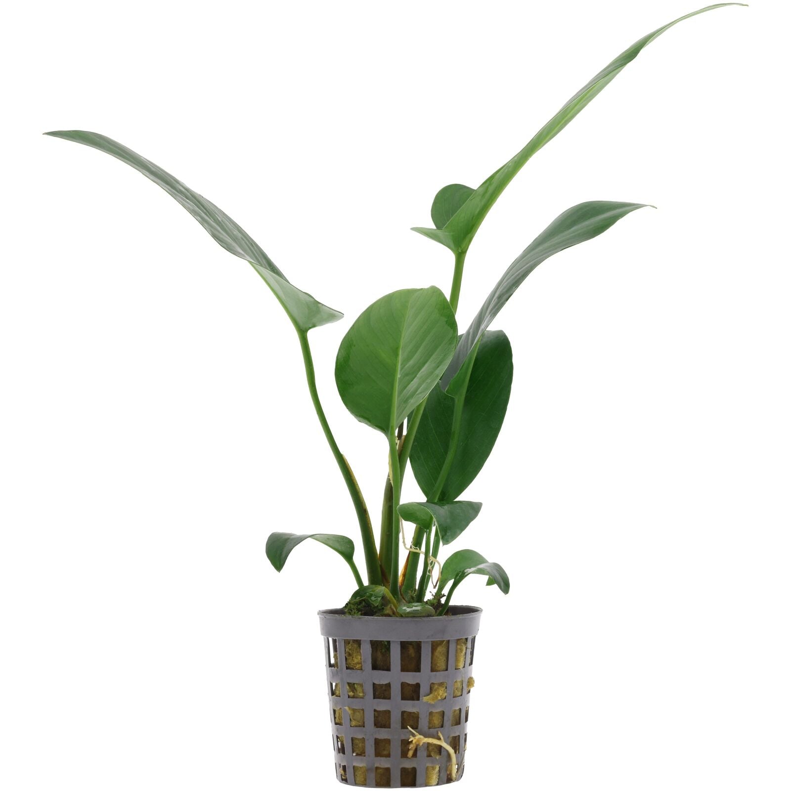 Anubias Hastifolia (Anubias hastifolia) potted live freshwater plant with tall arrowhead shaped leaves