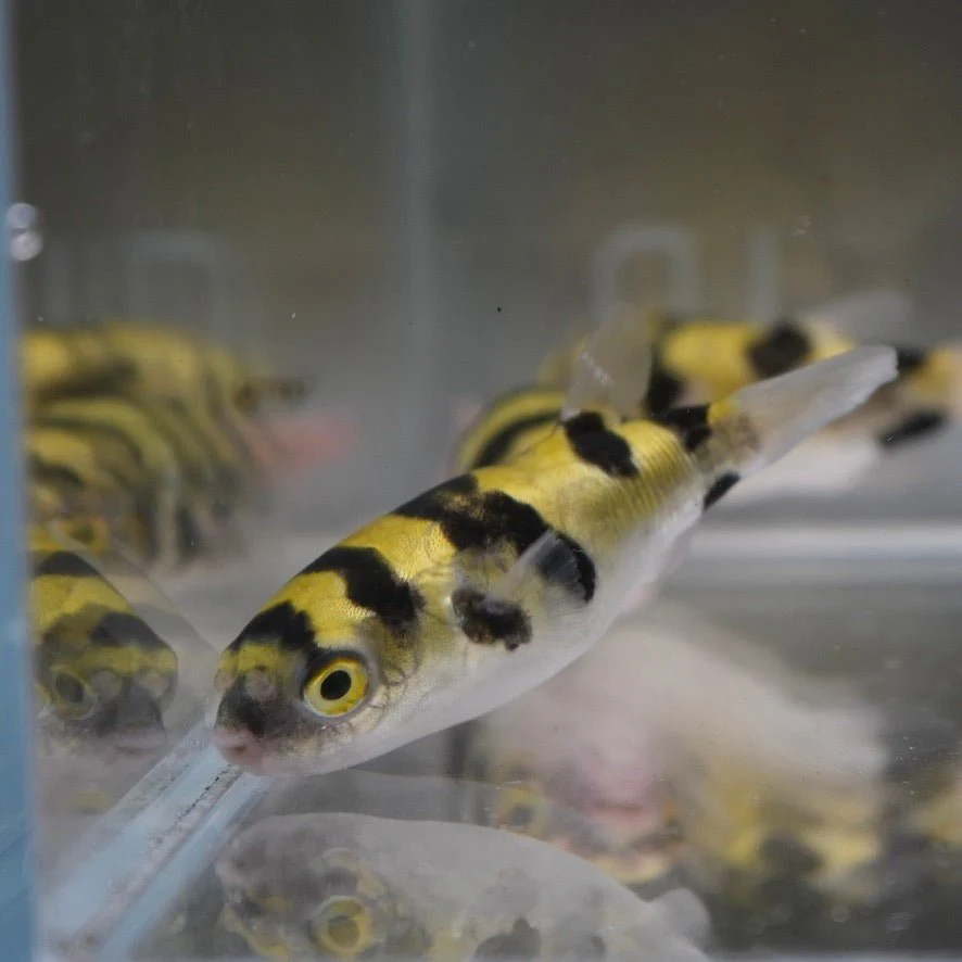 Amazon Puffer (Colomesus asellus) with banded yellow and black body, live freshwater puffer fish