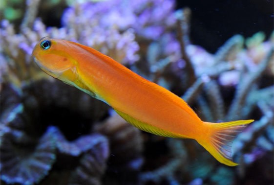 Midas Blenny (Ecsenius midas) live saltwater reef-safe golden blenny on a coral perch