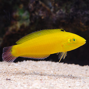 Yellow Coris Wrasse (Halichoeres chrysus) bright yellow saltwater reef fish over sand