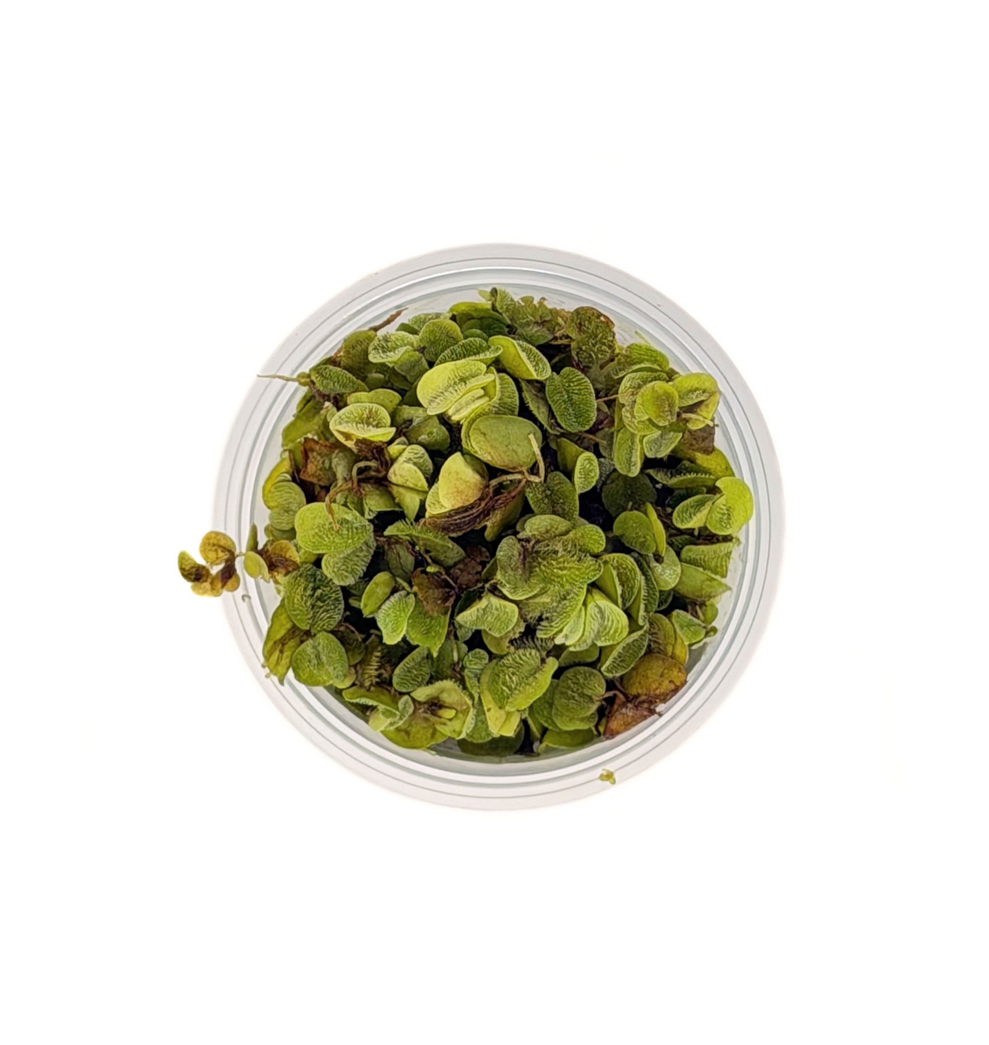 Salvinia minima floating fern, top view of the leaves in a portion cup