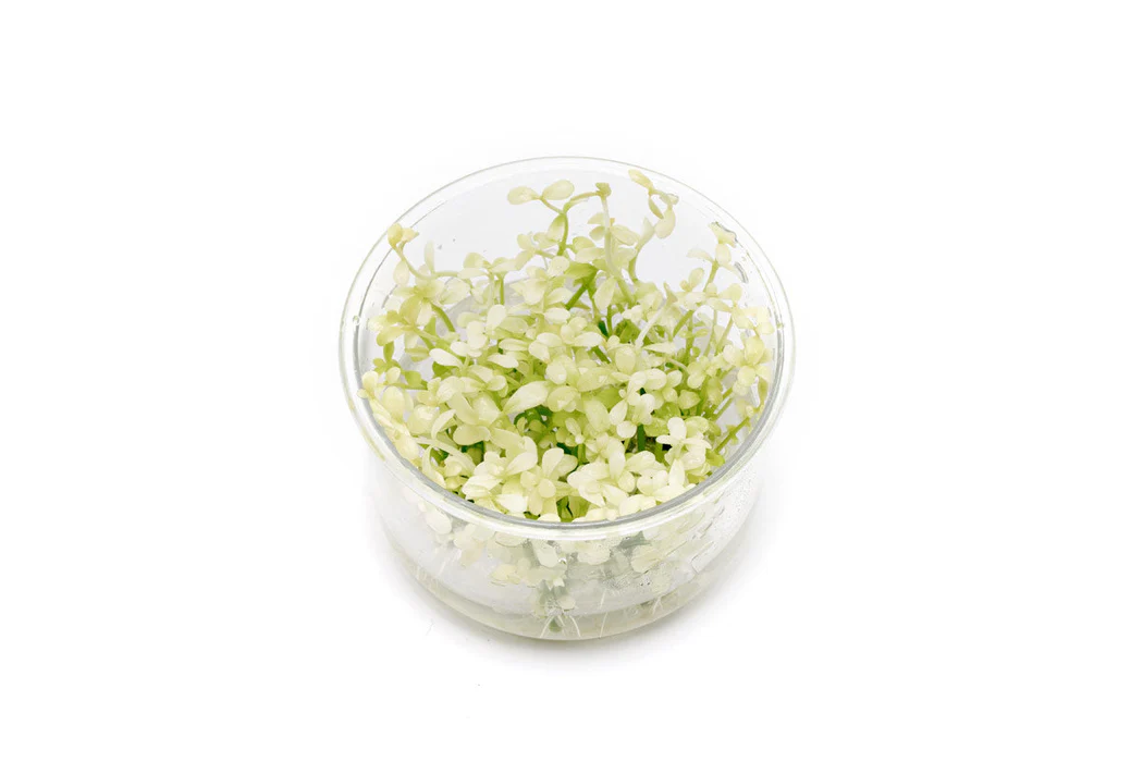 Bacopa Compact White (Bacopa caroliniana) freshwater aquarium plant - tissue culture cup