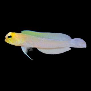 Yellowhead Jawfish (Opistognathus aurifrons) saltwater marine fish with powder-blue body and yellow head