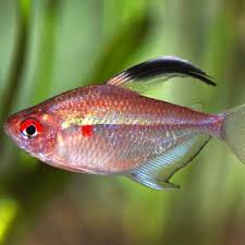 Bleeding Heart Tetra (Hyphessobrycon erythrostigma) freshwater community fish - red heart-spotted tetra in planted tank
