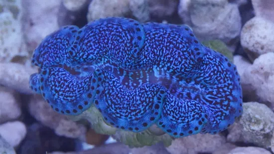 Ultra Grade Maxima Clam (Tridacna maxima) saltwater clam - vivid blue patterned mantle