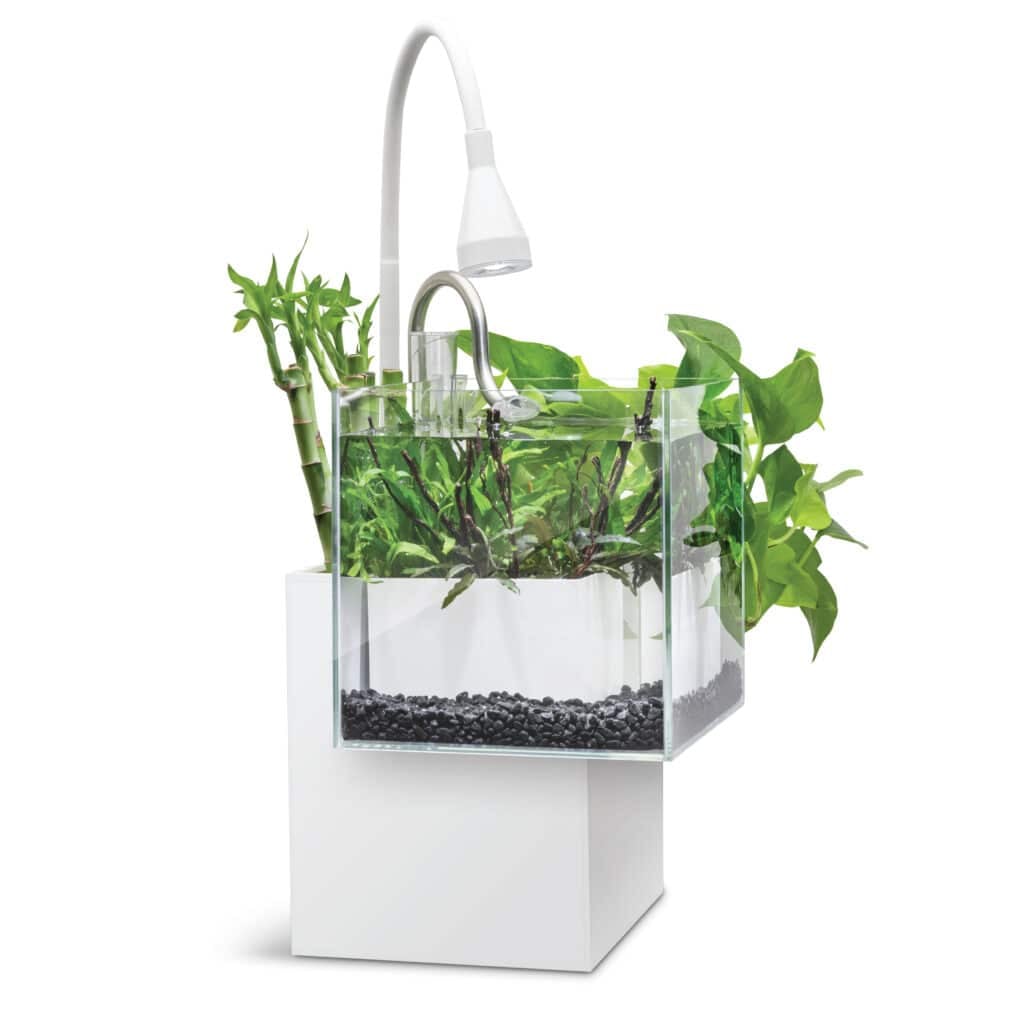 Fluval Kühl aquaponic nano aquarium with emergent plants growing from the top filter