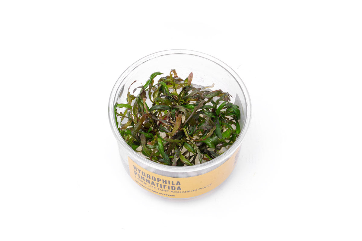 Hygrophila Pinnatifida tissue culture cup - freshwater rhizome plant