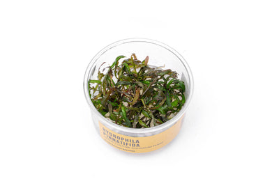Hygrophila Pinnatifida tissue culture cup - freshwater rhizome plant