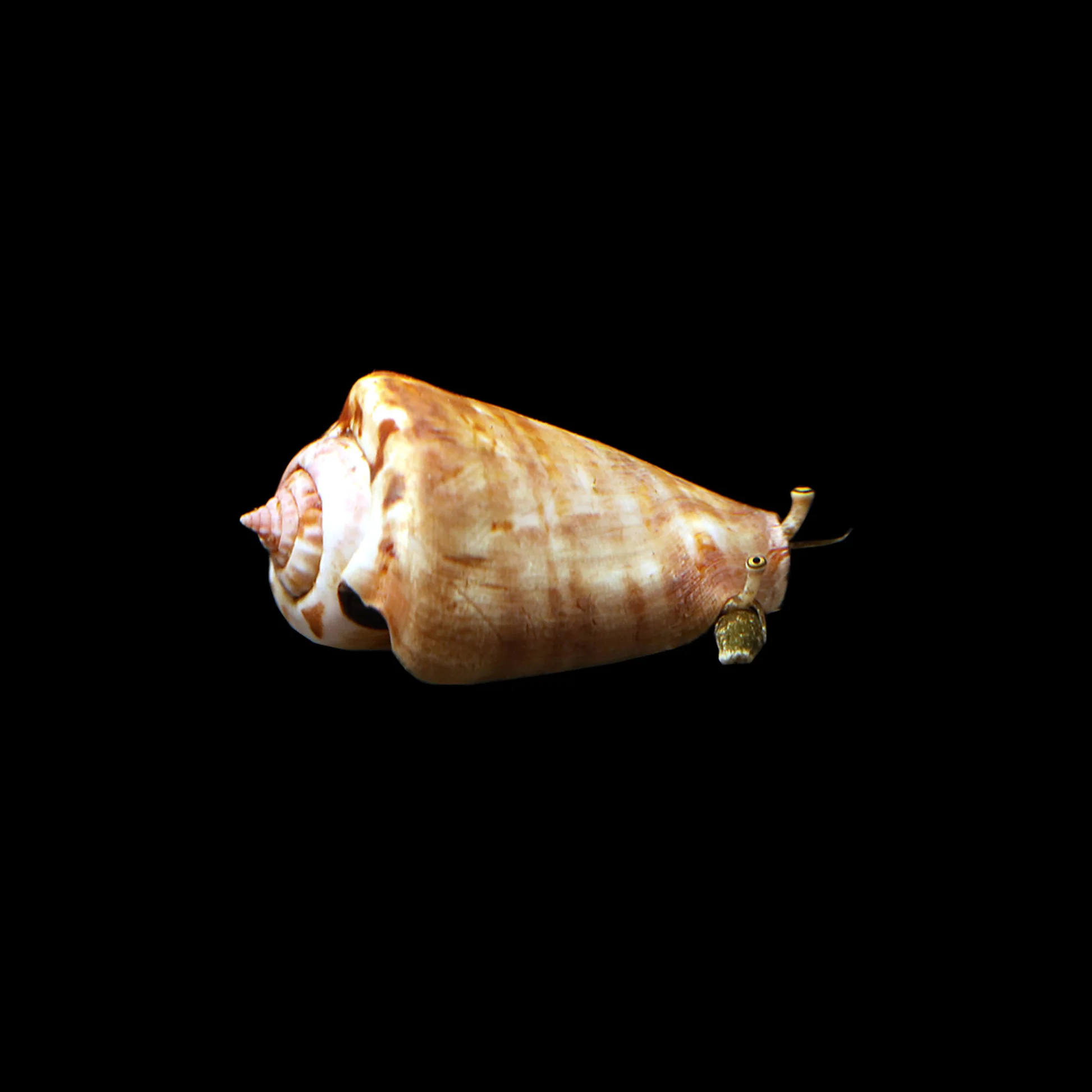 Strawberry Conch (Conomurex luhuanus) saltwater sand-sifting cleanup crew snail
