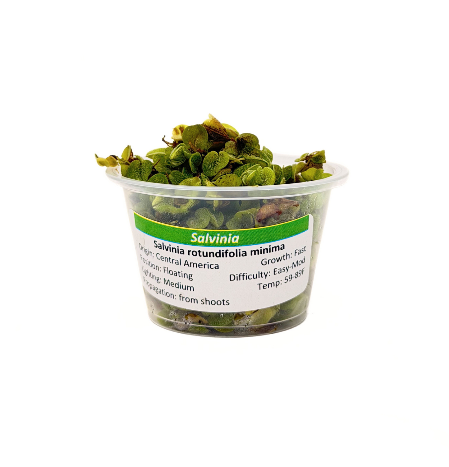 Salvinia (Salvinia minima) live floating aquarium plant in a portion cup