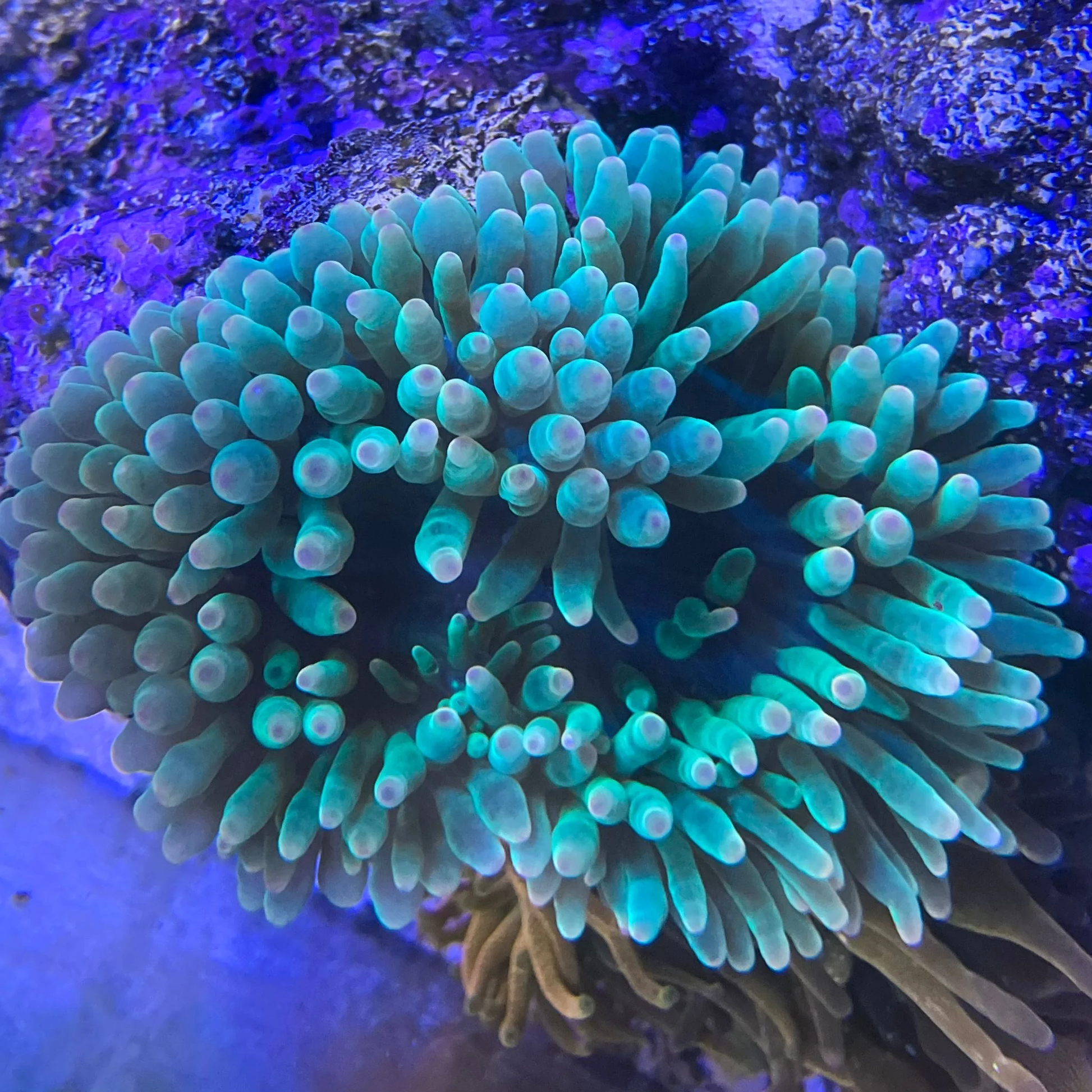 Green Bulb Anemone (Entacmaea quadricolor) saltwater Bubble Tip Anemone - glowing green tentacles
