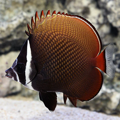 Pakistani Butterflyfish (Chaetodon collare) saltwater fish close-up