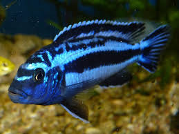 Electric Blue Johanni Cichlid (Pseudotropheus johannii) - male African mbuna with blue and black banding