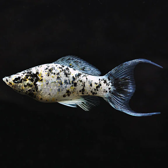 Dalmatian Lyretail Molly (Poecilia latipinna) live freshwater fish - black and white spotted sailfin molly with lyretail fins, side view
