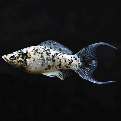 Dalmatian Lyretail Molly (Poecilia latipinna) live freshwater fish - black and white spotted sailfin molly with lyretail fins, side view
