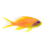 Lyretail Anthias Female (Pseudanthias squamipinnis) saltwater reef fish