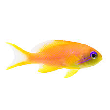 Lyretail Anthias Female (Pseudanthias squamipinnis) saltwater reef fish