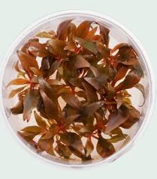 Alternanthera reineckii 'Mini' (AR Mini) red freshwater aquarium plant - tissue culture cup