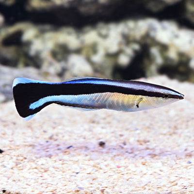 Cleaner Wrasse (Labroides dimidiatus) Bluestreak saltwater reef fish - side profile in aquarium