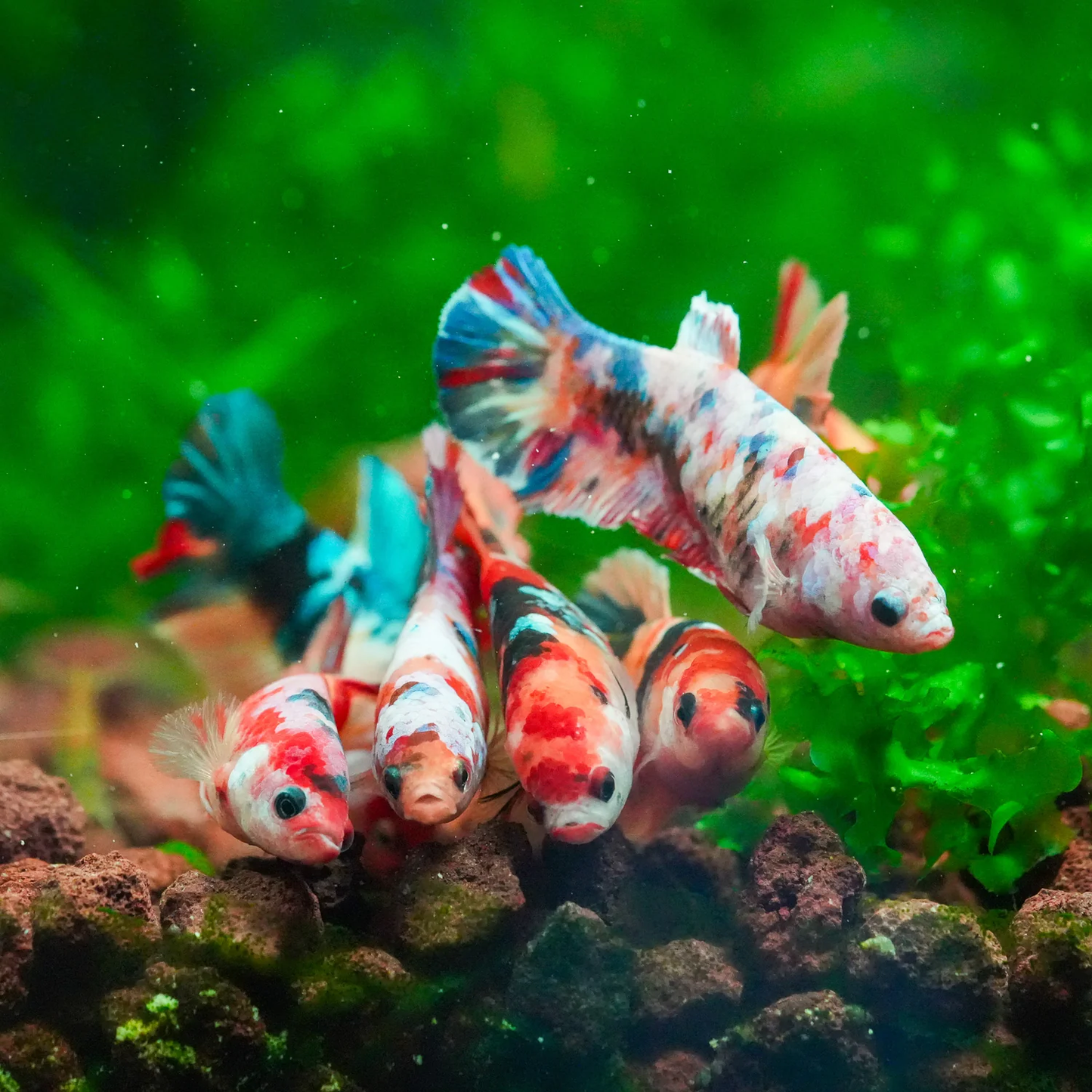 Pink Valentine Koi female betta (Betta splendens) freshwater fish with pink, white, and dark koi marble pattern