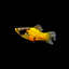 Bumble Bee Platy (Xiphophorus maculatus) freshwater livebearer - yellow body with black markings