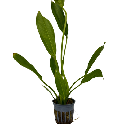 Melon Sword (Echinodorus osiris) potted live freshwater rosette sword plant with broad green leaves