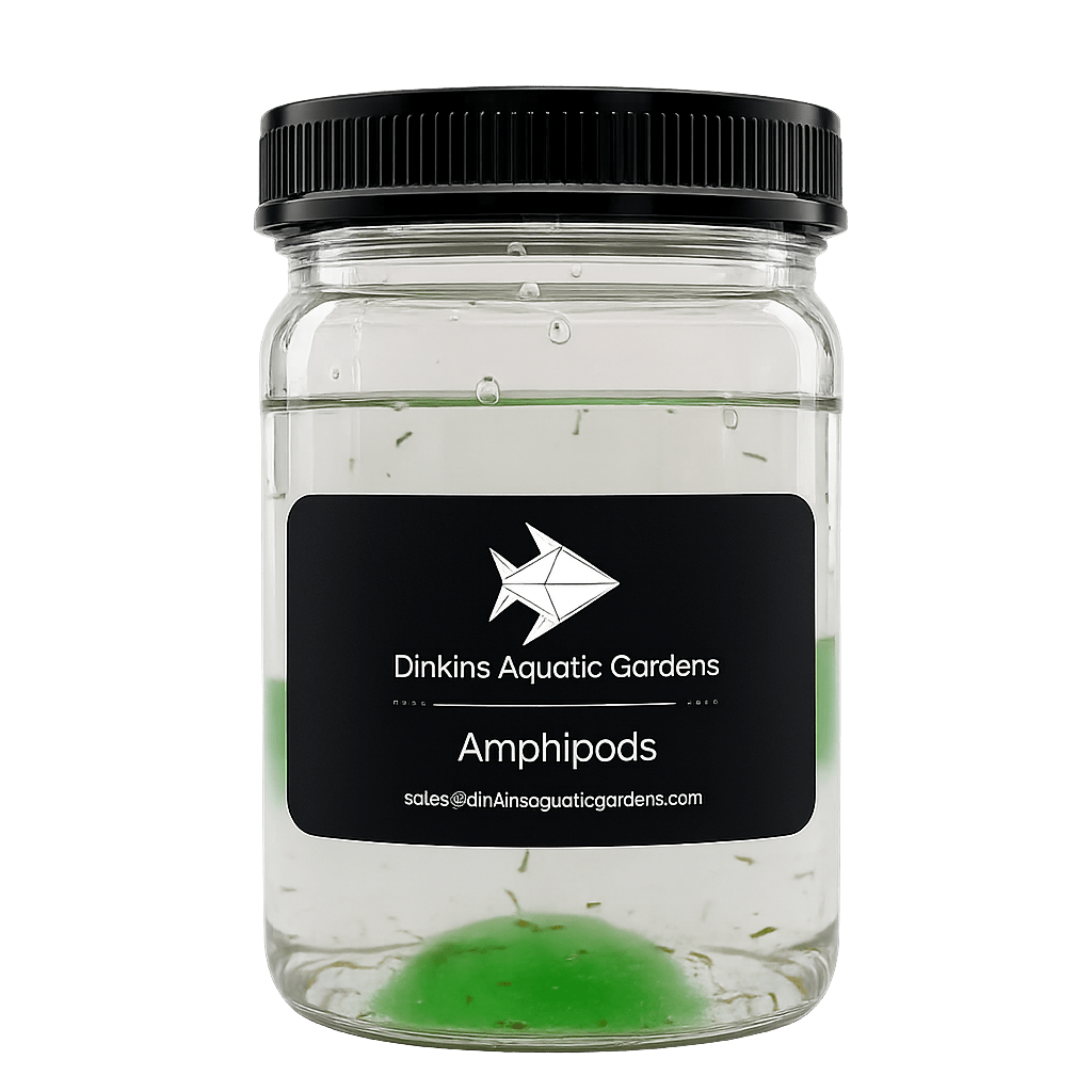 Dinkins Aquatic Gardens Live Marine Amphipods in a jar, roughly 75 reef-safe amphipods for a saltwater aquarium cleanup crew