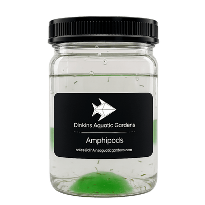 Dinkins Aquatic Gardens Live Marine Amphipods in a jar, roughly 75 reef-safe amphipods for a saltwater aquarium cleanup crew